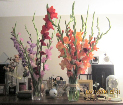 gladiolas from Kocher Twins - A